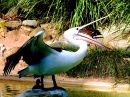 Пеликан в зоопарке Аделаида