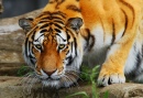 Алтайский тигр