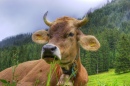 Настоящая швейцарская корова