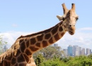 Жираф, Зоопарк Таронга, Сидней