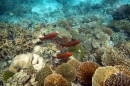 Дайвинг в Мальдивских коралловых садах