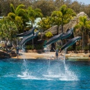 Шоу дельфинов, Серферс-Парадайз, Австралия