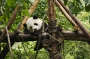 Спящий малыш-панда