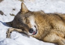 Милый спящий волк