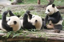 Большие панды, Чэнду, Сычуань