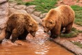 Медведи в зоопарке города Оклахома