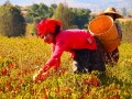 Женщина племени пао собирает урожай перца чили, Мьянма