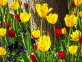 Тюльпаны