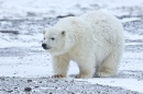 Детеныш полярного медведя