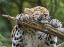 Этот леопард очень любит свою ветку