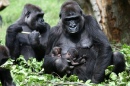 Близнецы гориллы, зоопарк Бюргерс в Голландии