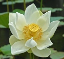 Белый цветок лотоса на острове Маврикий