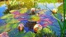 Цветные лотосы в пруду