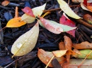 Осенние цвета в Мейфилд Хайтс, Огайо