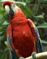 Красный ара