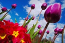 Тюльпаны в небе