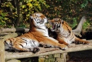Играющие тигры, Зоопарк Дадли