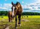 Лошади у Огесты, Швеция