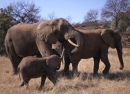 Слоны в Glen Afric