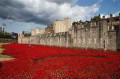 Poppies