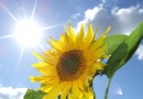 Солнце, Цветок
