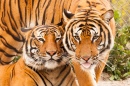 Малайские тигры в зоопарке Джэксонвилля