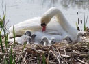 Лебедь заботится о своей семье
