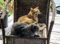Кошки на заднем дворе