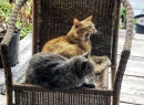 Кошки на заднем дворе