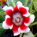 В моем саду сегодня утром