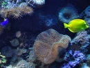 Морские рыбы и коралл
