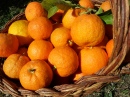 Урожай апельсинов
