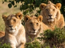 Портрет львиной семьи