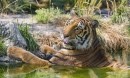 Бенгальский Тигр принимает ванну