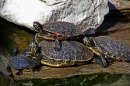 Черепахи загорают на солнце