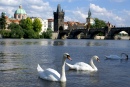 Лебеди и Карлов Мост, Прага