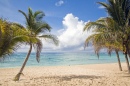Пляжные пальмы, Ривьера Майя