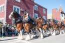 25 клейдседальских лошадей на параде в Южном Бостоне