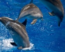 Лет дельфинов