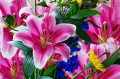 Всплеск бело-розовых лилий