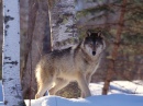 Встретившийся волк на экспедиции Biosphere Expedition