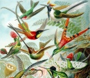Картинка с колибри