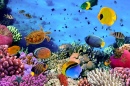 Коралловый риф, Красное Море, Египет