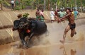 Традиционные гонки буйволов в Индии