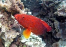 Групер красный коралловый