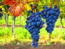 Синий виноград, Бад-Фёслау, Австрия