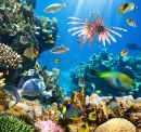 Тропические Рыбы в Коралловом Рифе