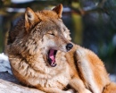 Зевающий волк на солнце