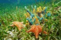 Подводная Жизнь с Губками и Морскими звездами