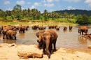 Слоны в Шри-Ланке